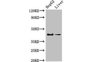 Western Blot Positive WB detected in: HepG2 whole cell lysate, Mouse liver tissue All lanes: GPER1 antibody at 4 μg/mL Secondary Goat polyclonal to rabbit IgG at 1/50000 dilution Predicted band size: 43 kDa Observed band size: 43 kDa (Mesothelin anticorps  (AA 1-62))