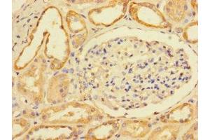 Immunohistochemistry of paraffin-embedded human kidney tissue using ABIN7174868 at dilution of 1:100 (LY6G6D anticorps  (AA 11-240))