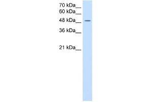 SLC16A8 antibody used at 2. (MCT3 anticorps)