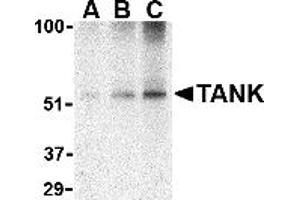 Western Blotting (WB) image for anti-TRAF Family Member-Associated NFKB Activator (TANK) (C-Term) antibody (ABIN1030721) (TANK anticorps  (C-Term))
