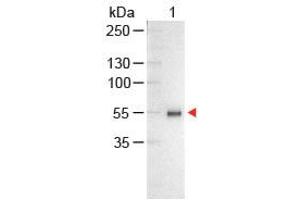 Image no. 1 for Chicken anti-Human IgG (Whole Molecule) antibody (Alkaline Phosphatase (AP)) (ABIN300616) (Poulet anti-Humain IgG (Whole Molecule) Anticorps (Alkaline Phosphatase (AP)))