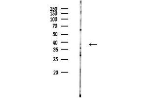 Western blot analysis of lysates from Hela cells(UV 30 min treatment), using OR1 Antibody at 1/1000 dilution.