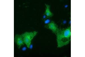 Anti-SLFNL1 mouse monoclonal antibody (ABIN2453650) immunofluorescent staining of COS7 cells transiently transfected by pCMV6-ENTRY SLFNL1 (RC205566). (Schlafen-Like 1 anticorps)
