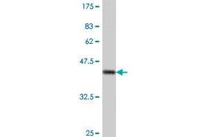 Western Blot detection against Immunogen (38.