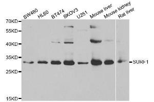 Western blot analysis of extracts of various cell lines, using SURF1 antibody. (SURF1 anticorps  (AA 80-275))
