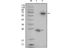 Western blot analysis using R-spondin1 mouse mAb against recombinant R-spondin1 protein (1) and R-spondin1(aa21-263)-hIgGFc transfected HEK293 cell lysate(2).