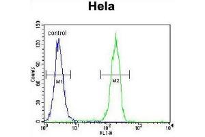 CCNG1 Antibody (C-term) flow cytometric analysis of Hela cells (right histogram) compared to a negative control cell (left histogram). (Cyclin G1 anticorps  (C-Term))