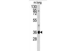 Western blot analysis of anti-ANXA2 Antibody (N-term) (ABIN391619 and ABIN2841538) in mouse lung tissue lysates (35 μg/lane). (Annexin A2 anticorps  (N-Term))