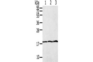 Gel: 12 % SDS-PAGE, Lysate: 40 μg, Lane 1-3: Raw264. (LAIR2 anticorps)