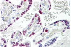 Image no. 2 for anti-AP2 alpha/beta (AA 388-437) antibody (ABIN2879117) (AP2 alpha/beta (AA 388-437) anticorps)