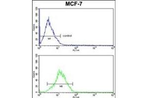 RBM3 Antibody (Center) (ABIN391593 and ABIN2841522) FC analysis of MCF-7 cells (bottom histogram) compared to a negative control cell (top histogram). (RBM3 anticorps  (AA 55-84))