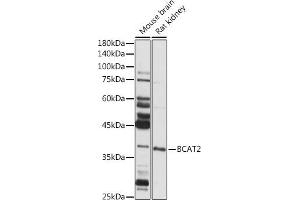 Western blot analysis of extracts of various cell lines, using BC antibody (ABIN6131008, ABIN6137483, ABIN6137484 and ABIN6223295) at 1:1000 dilution. (BCAT2 anticorps  (AA 20-200))