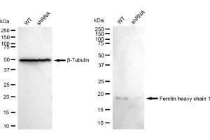 Western blotting analysis using Ferritin heavy chain 1 antibody (ABIN7798595). (Recombinant FTH1 anticorps)