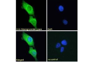 ABIN334436 Immunofluorescence analysis of paraformaldehyde fixed A431 cells, permeabilized with 0.