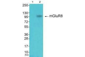 Western blot analysis of extracts from k562 cells (Lane 2), using mGluR8 antiobdy.