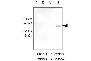 Recombinant human kIR2DL1, kIR2DL3, kIR2DL4 and kIR2DS4 (each 100ng) were resolved by SDS-PAGE, transferred to PVDF membrane and probed with anti-human kIR2DS4 antibody (1:1,000). (KIR2DS4 anticorps)