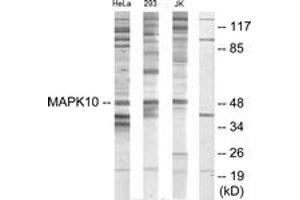 Western blot analysis of extracts from HeLa/293/Jurkat cells, using MAPK10 Antibody. (MAPK10 anticorps  (AA 361-410))