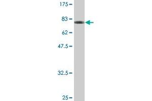 Western Blot detection against Immunogen (80.