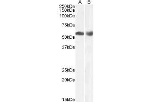 ABIN5539534 (0. (HDAC1 anticorps  (C-Term))