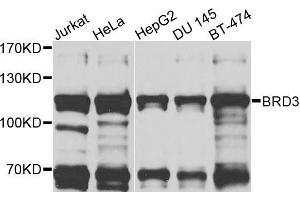 Western blot analysis of extracts of various cells, using BRD3 antibody.