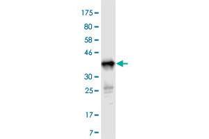 Western Blot detection against Immunogen (37. (TNFSF14 anticorps  (AA 61-170))