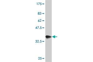 Western Blot detection against Immunogen (37 KDa) .