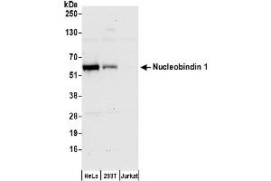 Western Blotting (WB) image for anti-Nucleobindin 1 (NUCB1) (AA 411-461) antibody (ABIN7450508)