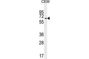 UNCX Antibody (C-term) western blot analysis in CEM cell line lysates (35 µg/lane).