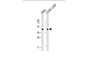 Western Blot at 1:1000 dilution Lane 1: K562 whole cell lysate Lane 2: CCRF-CEM whole cell lysate Lysates/proteins at 20 ug per lane. (YARS2 anticorps  (C-Term))