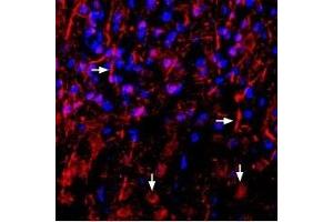 Expression of Neuregulin-1 in rat neocortexImmunohistochemical staining of perfusion-fixed frozen rat brain sections using Anti-NRG1 (Neuregulin-1) (extracellular) Antibody (ABIN7043353, ABIN7044718 and ABIN7044719), (1:1000), followed by anti-rabbit-biotinylated antibody and streptavidin-Cy3 (red). (Neuregulin 1 (NRG1) Peptide)