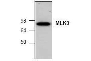 Image no. 1 for anti-Mitogen-Activated Protein Kinase Kinase Kinase 11 (MAP3K11) (C-Term) antibody (ABIN127111)