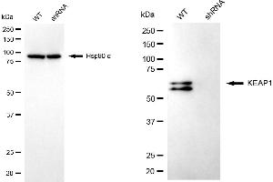 Western blotting analysis using KEAP1 antibody (ABIN7799161). (KEAP1 anticorps)