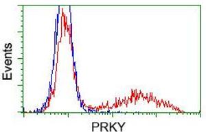 anti-Serine/threonine-Protein Kinase PRKY (PRKY) antibody