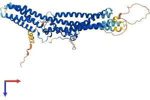 AlphaFold protein structure predicition of Human Recombinant TTYH3 Protein, UniprotID Q9C0H2
