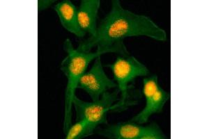 Immunocytochemistry staining of HeLa cells with Histone H2B monoclonal antibody, clone RM230  (Red). (HIST2H2BE anticorps  (C-Term))