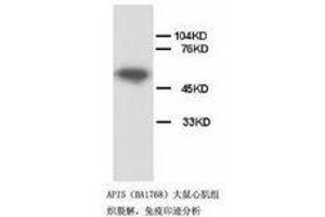 Image no. 1 for anti-Apoptosis Inhibitor 5 (API5) (C-Term) antibody (ABIN1492929)