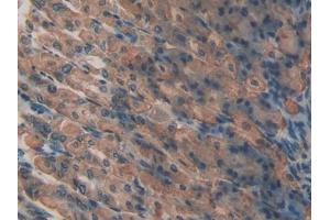 IHC-P analysis of Mouse Stomach Tissue, with DAB staining. (LPO anticorps  (AA 305-498))