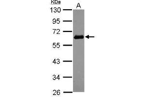 WB Image Sample (30 ug of whole cell lysate) A: A549 10% SDS PAGE antibody diluted at 1:1000