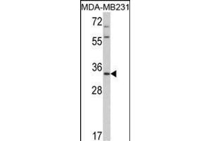 Western blot analysis of HPGD Antibody (C-term) (ABIN390765 and ABIN2841023) in MDA-M cell line lysates (35 μg/lane). (HPGD anticorps  (C-Term))