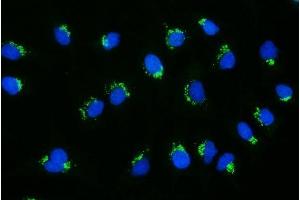 IF analysis of GCC1 using anti-GCC1 antibody (ABIN7600700). (GCC1 anticorps  (AA 22-763))