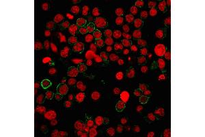Immunofluorescence staining of Jurkat cells using CD31 Mouse Monoclonal Antibody (PECAM1/3540) followed by goat anti-Mouse IgG conjugated to CF488 (green).