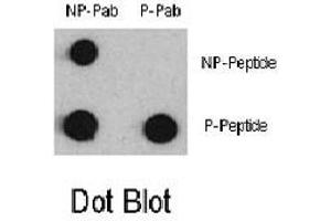 Dot blot analysis of MEF2C (phospho S387) polyclonal antibody  and anti-MEF2C Non Phospho-specific polyclonal antibody on nitrocellulose membrane.