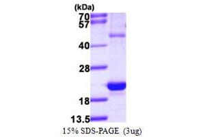 SDS-PAGE (SDS) image for Heat Shock 27kDa Protein 3 (HSPB3) (AA 1-150) protein (His tag) (ABIN667550)