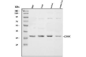 Western blot analysis of Crk p38 using anti-Crk p38 antibody (ABIN3042758). (Crk anticorps  (AA 2-246))