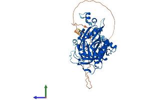 AlphaFold protein structure predicition of Human Recombinant NMT2 Protein, UniprotID O60551