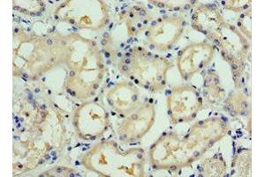 Immunohistochemistry of paraffin-embedded human kidney tissue using ABIN7166165 at dilution of 1:100 (SSX5 anticorps  (AA 1-229))