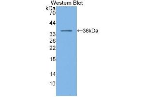 Western Blotting (WB) image for anti-Pepsinogen C (PGC) (AA 61-388) antibody (ABIN1172498) (PGC anticorps  (AA 61-388))
