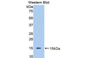 Western Blotting (WB) image for anti-Decorin (DCN) (AA 45-152) antibody (ABIN1858613) (Decorin anticorps  (AA 45-152))