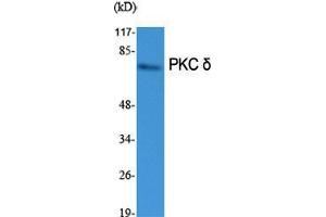 Western Blot (WB) analysis of specific cells using PKC delta Polyclonal Antibody. (PKC delta anticorps  (Thr292))