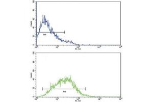 IL-8 antibody flow cytometric analysis of CEM cells (green) compared to a negative control (blue). (IL-8 anticorps  (AA 72-99))